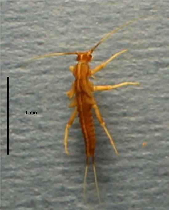 willowfly
